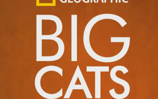 NatGeo_BigCats_Thumb